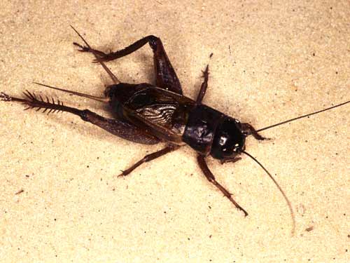 Black Cricket