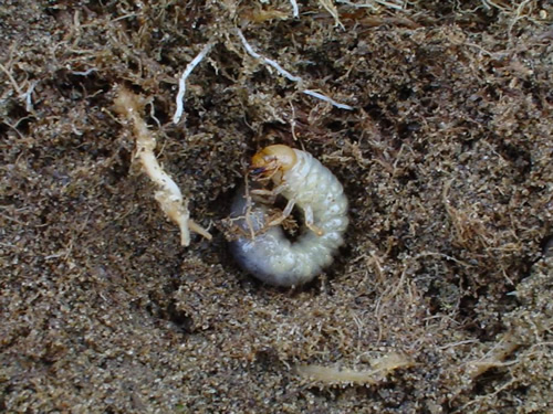 Insects