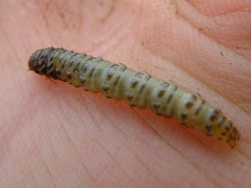 Sod Webworm