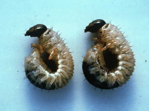 Tasmanian Grass Grub
