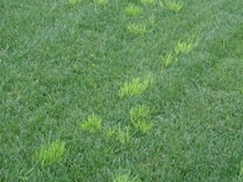 Poa annua