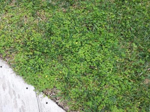 Creeping Oxalis