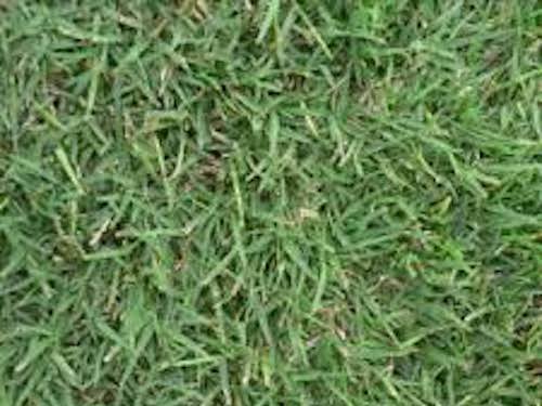 Couch Grass