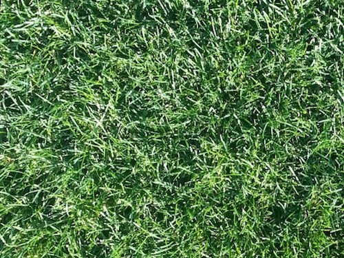 Ryegrass