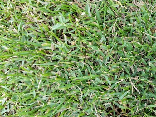 Seashore Paspalum