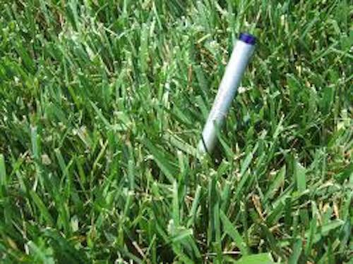Kentucky Bluegrass