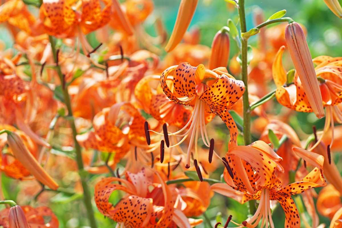 Strickland Outdoor Services Five Best Spring Bulbs to Plant in Maryland