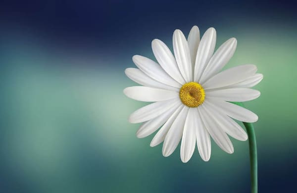 Single Flower