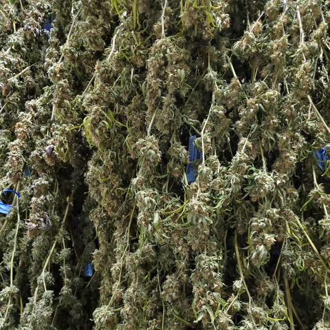 Buds drying