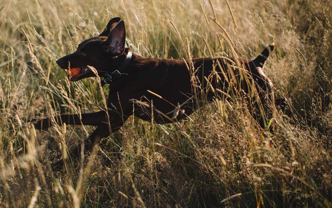 A cute dog playing fetch