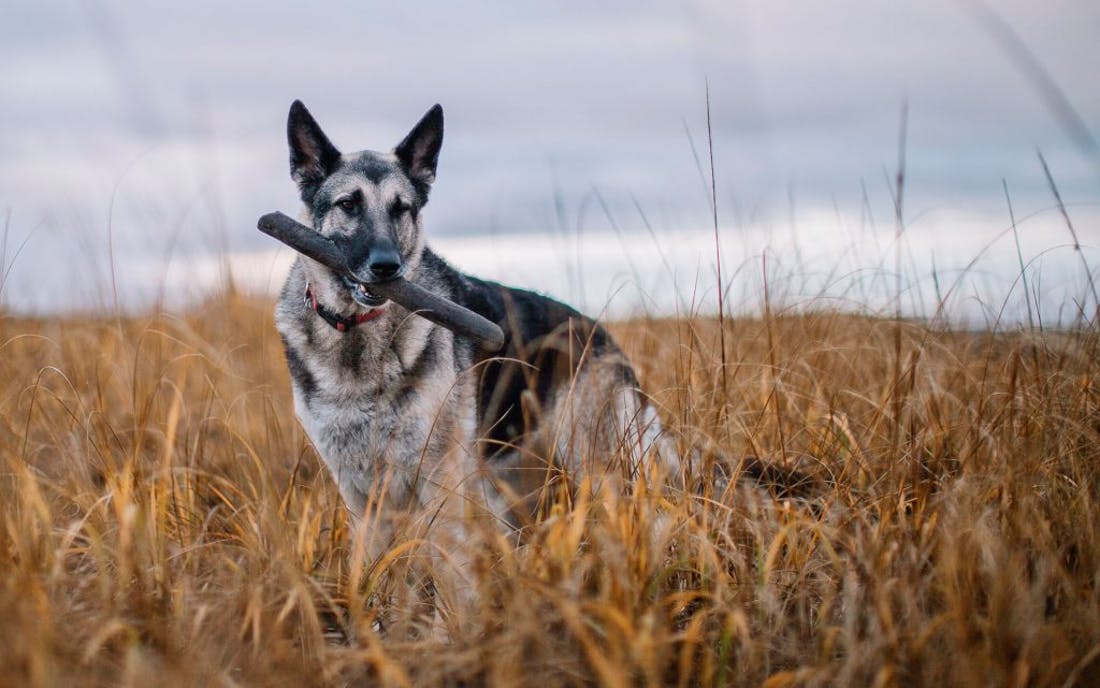 Beautiful dog fetching a stick