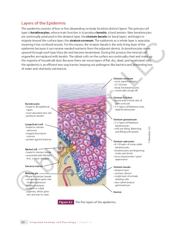 Integrated Anatomy and Physiology for Allied Health • bluedoor Publishing