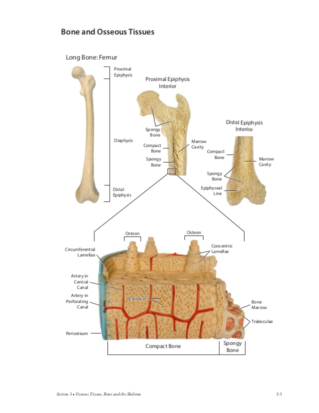 Atlas of Anatomy for Allied Health • bluedoor Publishing