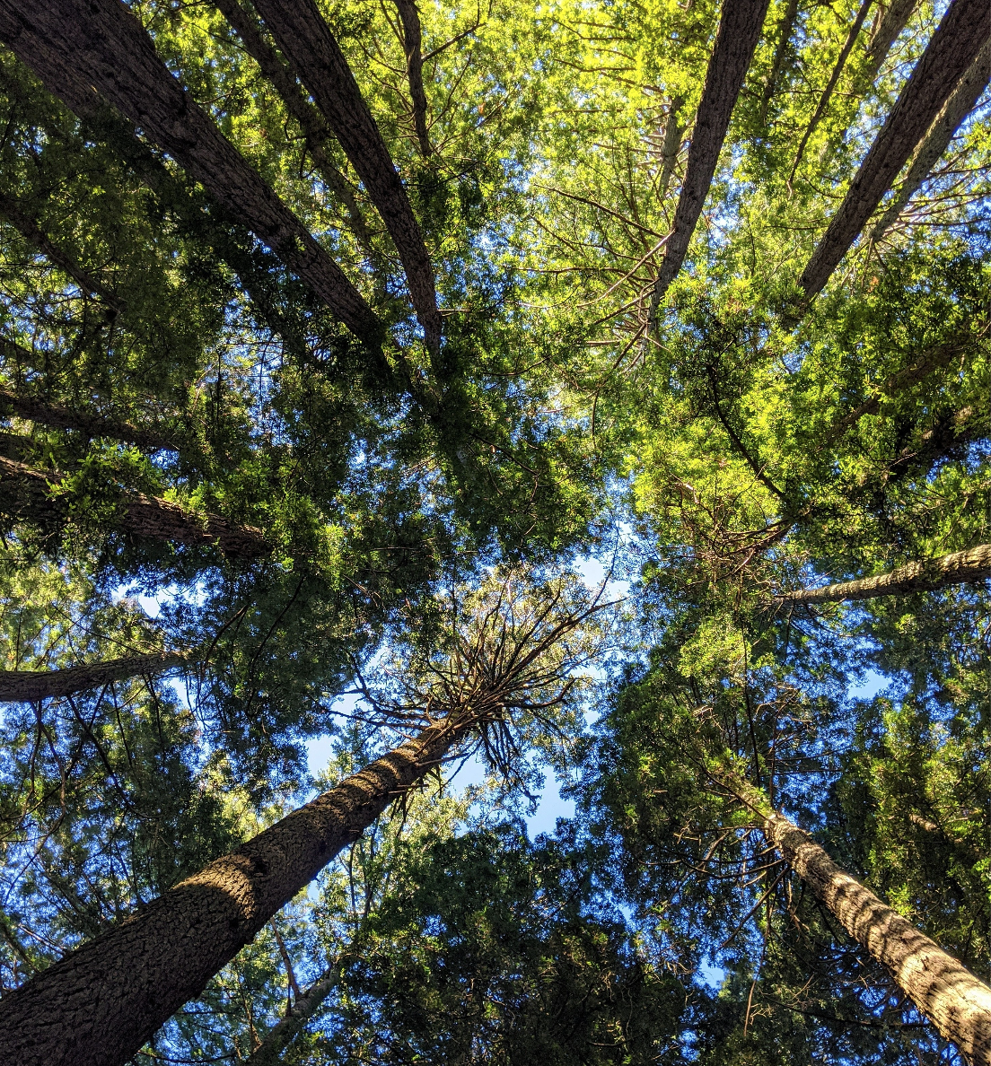 What Is A Psychedelic