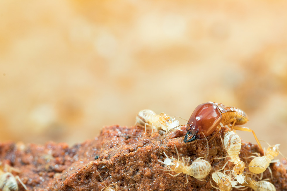Termite Control Romex Pest Control Is Your Best Solution!