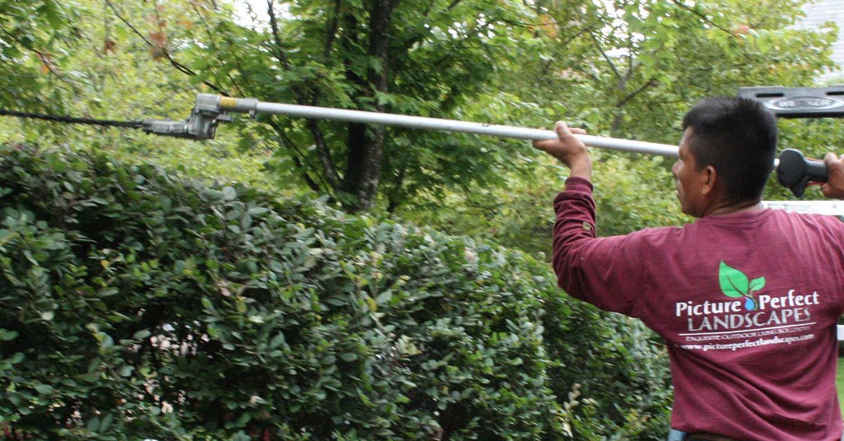 Bush Trimming Service