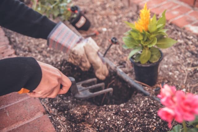 planting flowers outside