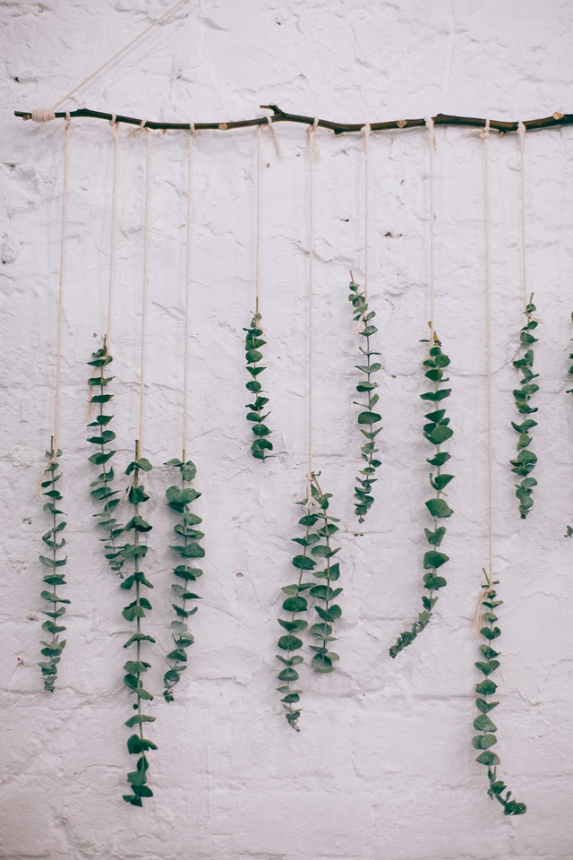 hanging plants