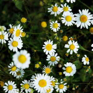 Pollens