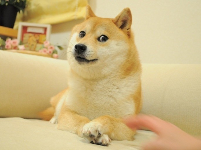 dogecoin-coinext