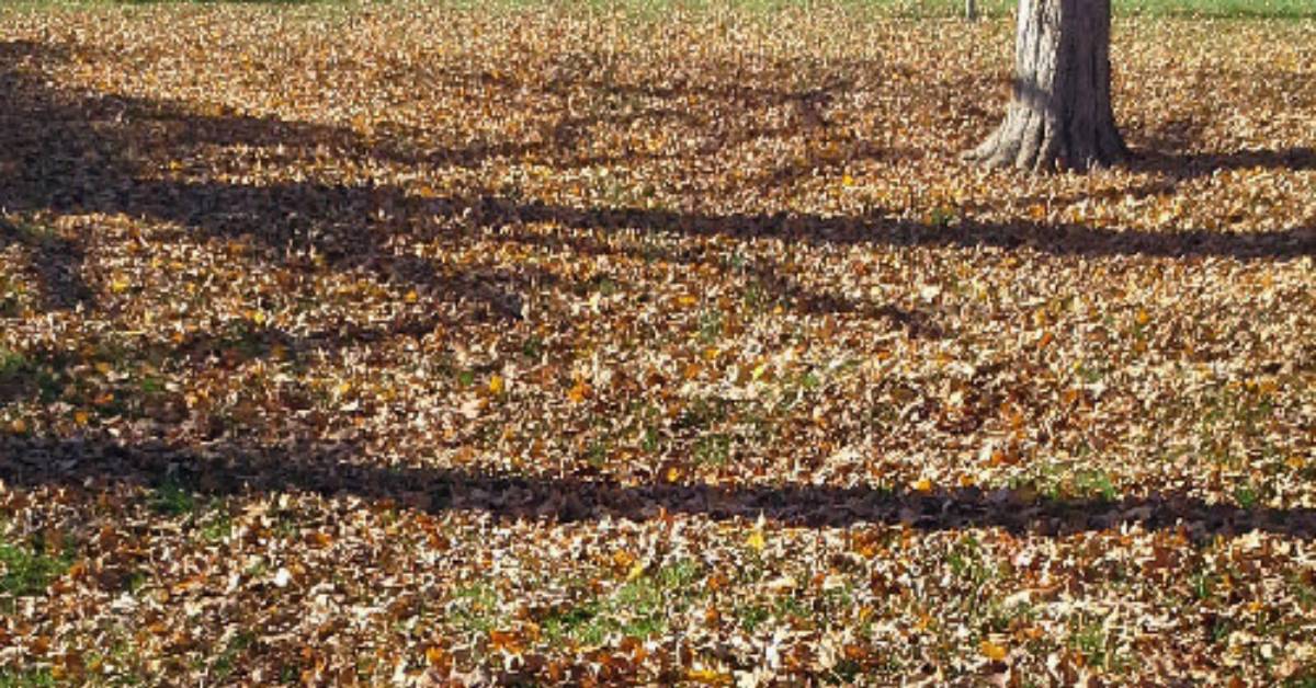 Yard Clean Up
