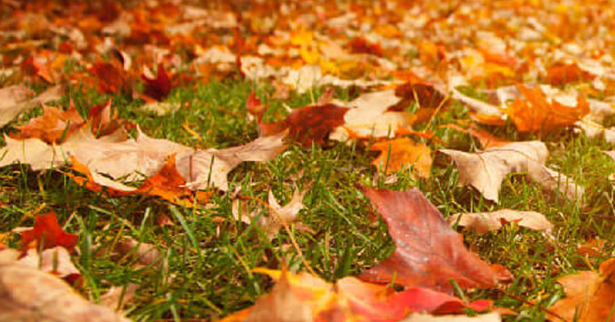 Leaf Removal