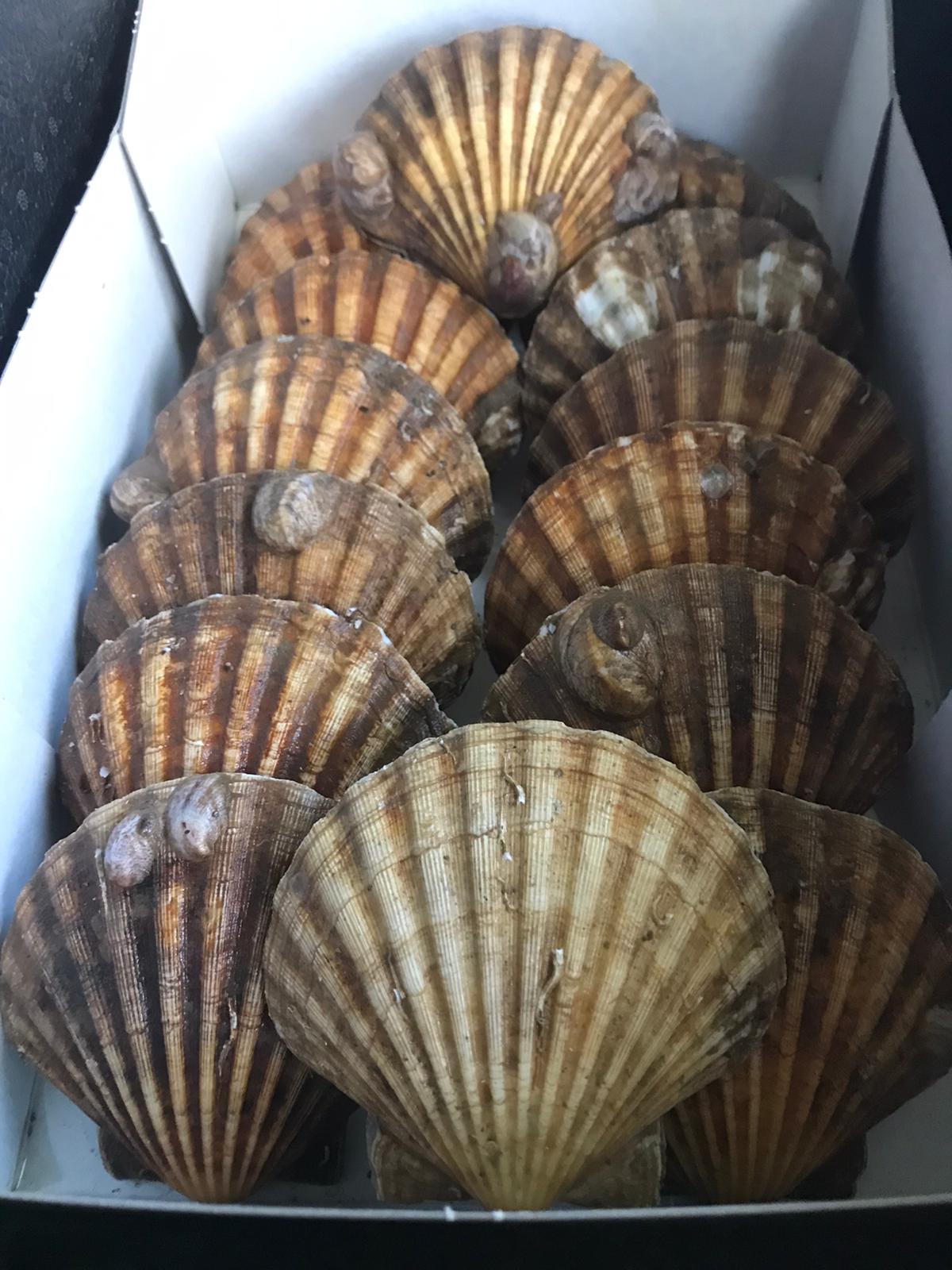 Hand Picked Scallop Company