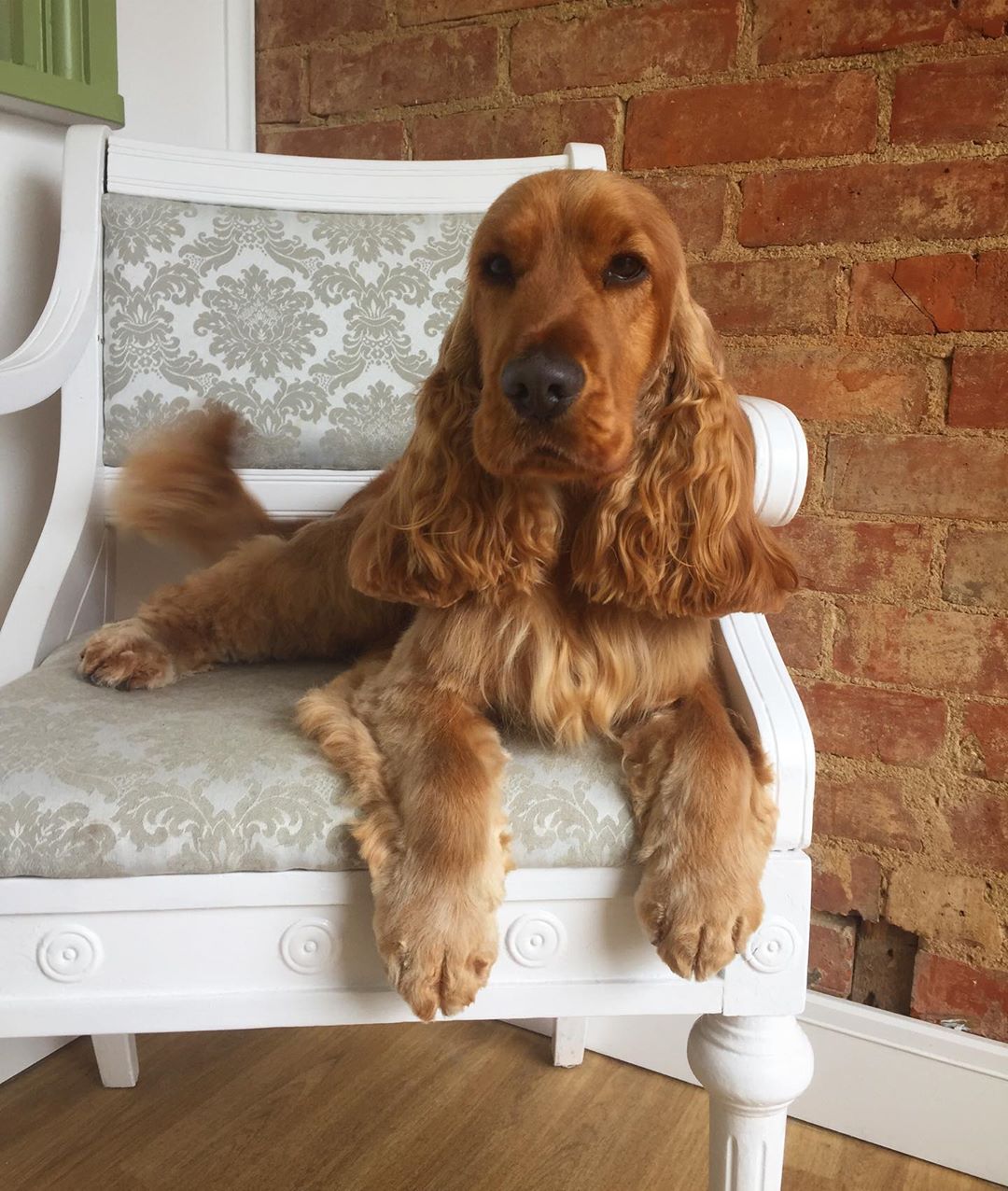 spring loaded dog gate