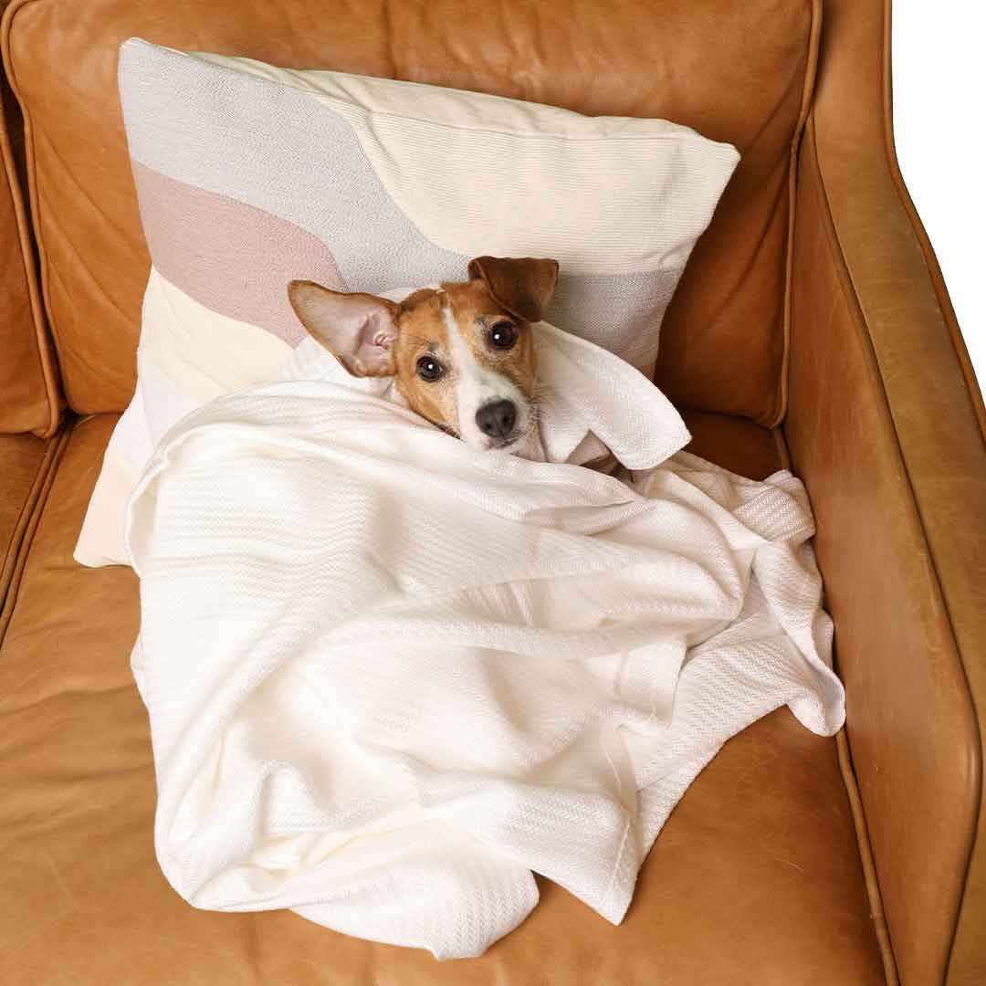 Colin McIntosh Founder & CEO at Sheets & Giggles