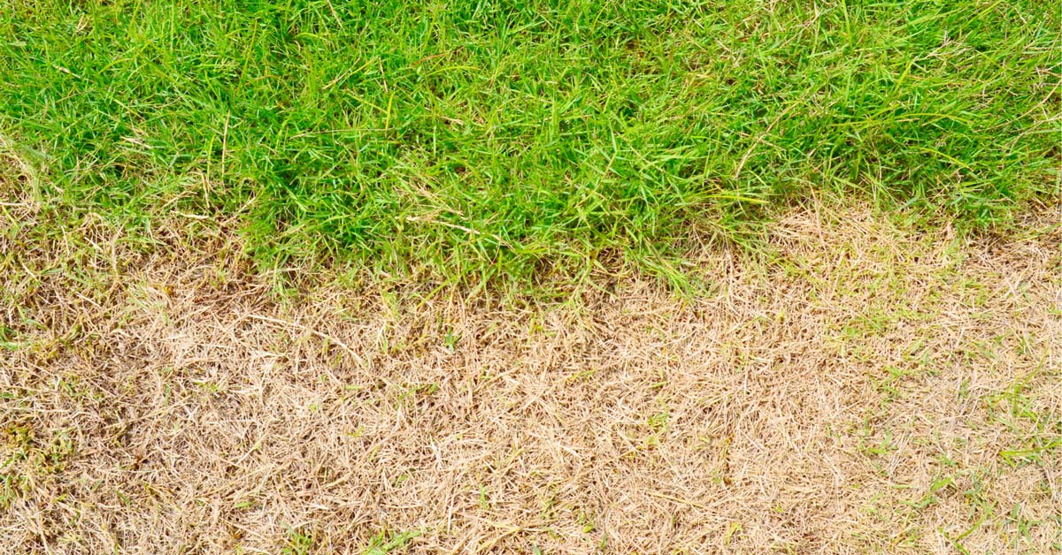 Why Is My Lawn Yellow? Today I'm Home