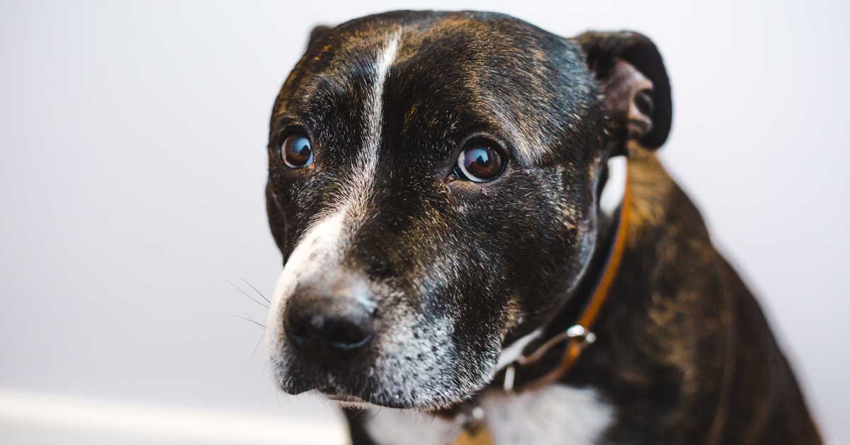 device to stop dog whining