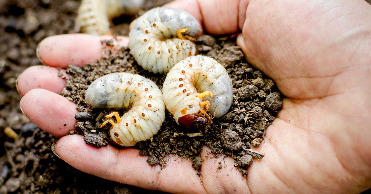 How To Get Rid Of Grub Worms Today I M Home