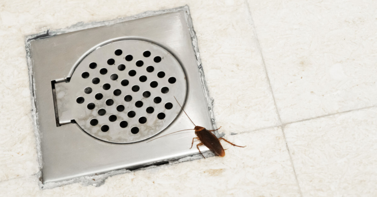 Why Are Roaches In My Bathroom? Today I'm Home