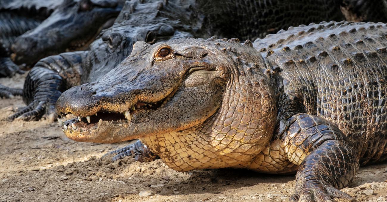 How Much Does an Alligator Weigh? Today I'm Home