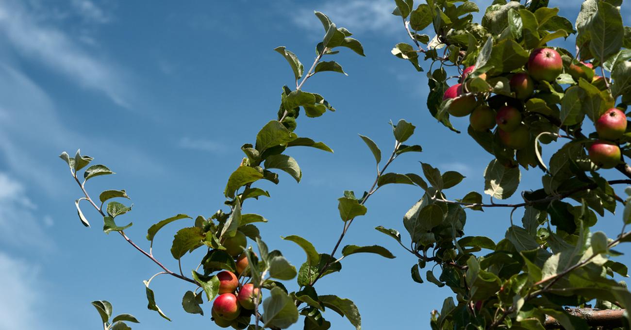 How Much Does an Apple Weigh? Today I'm Home