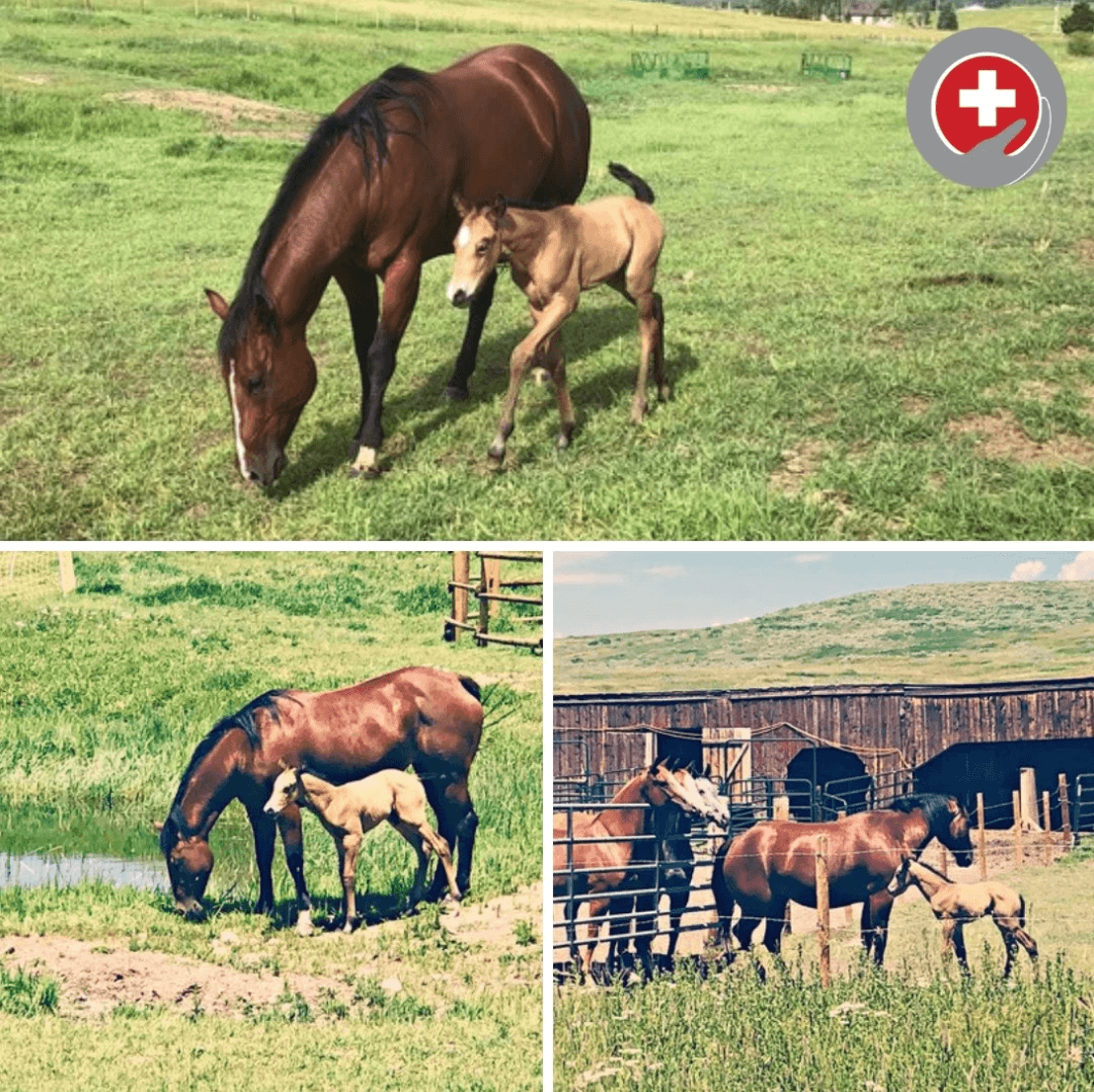 Equine Therapy: How Connecting With Horses Supports Recovery