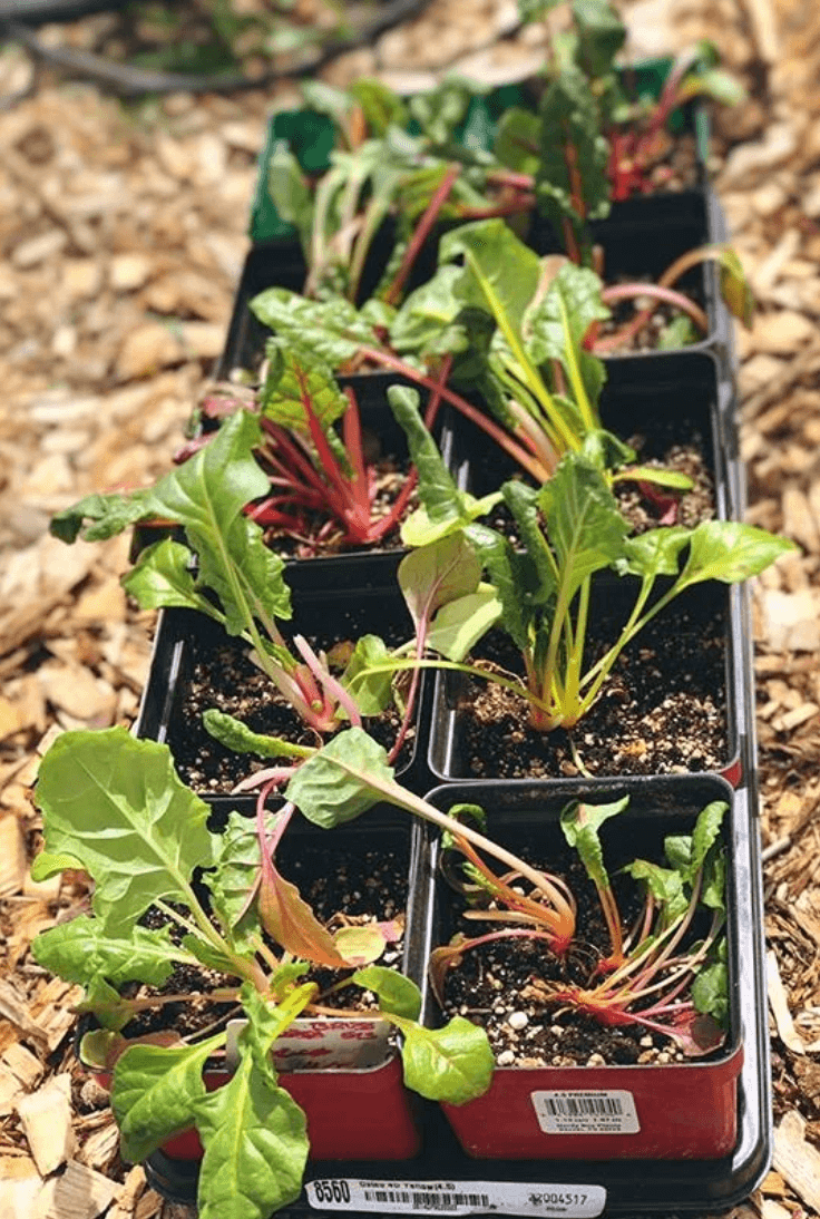 The Science Behind Gardening & Happiness