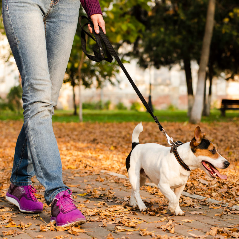 Dog walking in Bradford