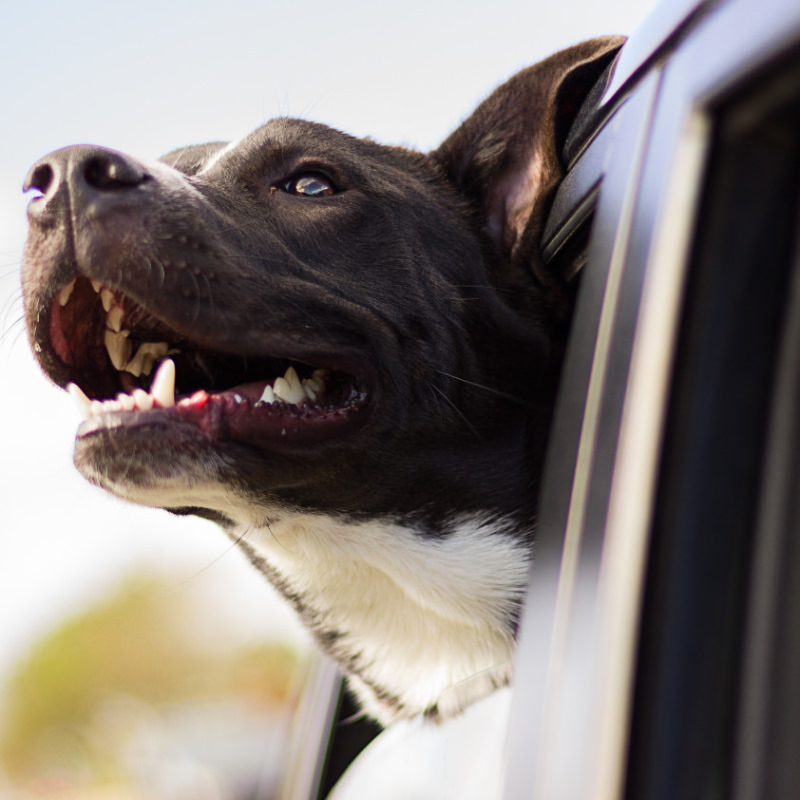 Dog taxi services in Bradford