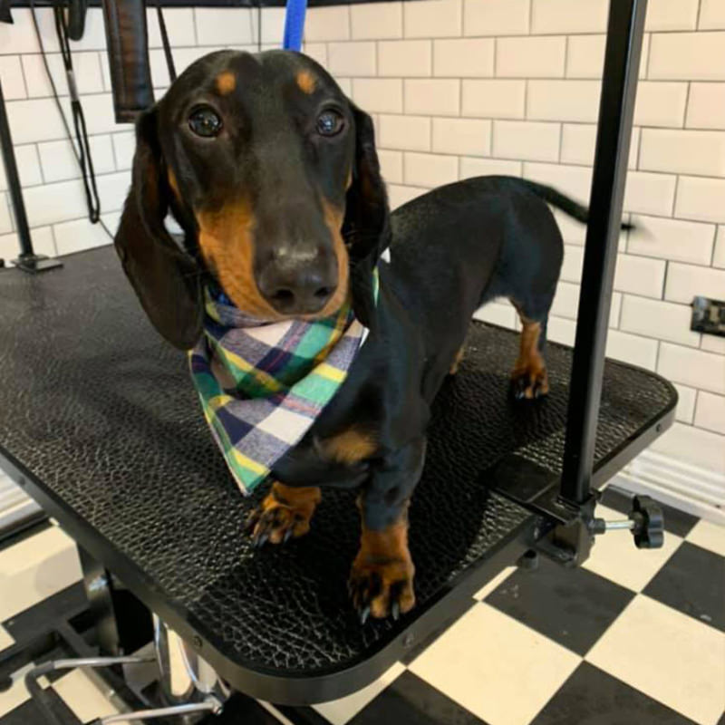 Dog grooming spa in in Bradford