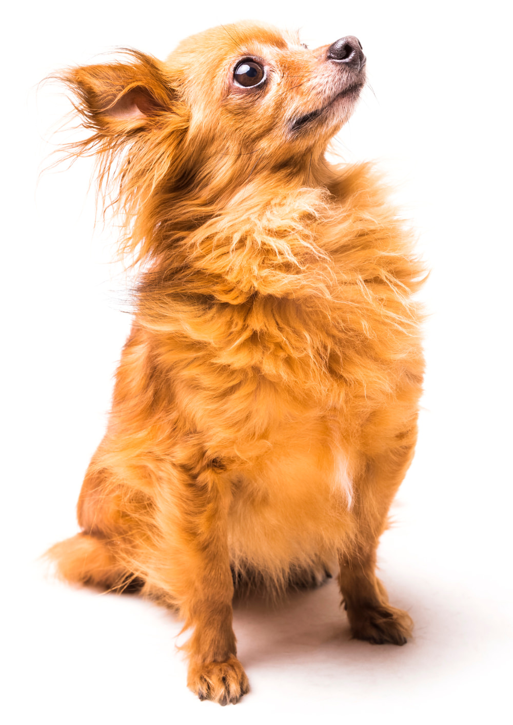 Gourmet Dog Treats