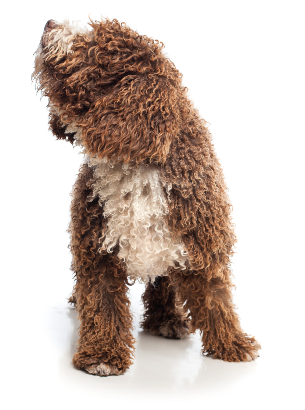 All natural dog treats