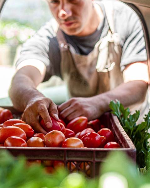 Tomates y verduras cosechadas localmente