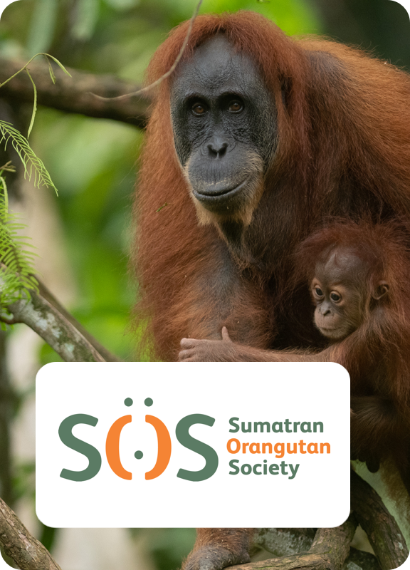 Orangutan SOS