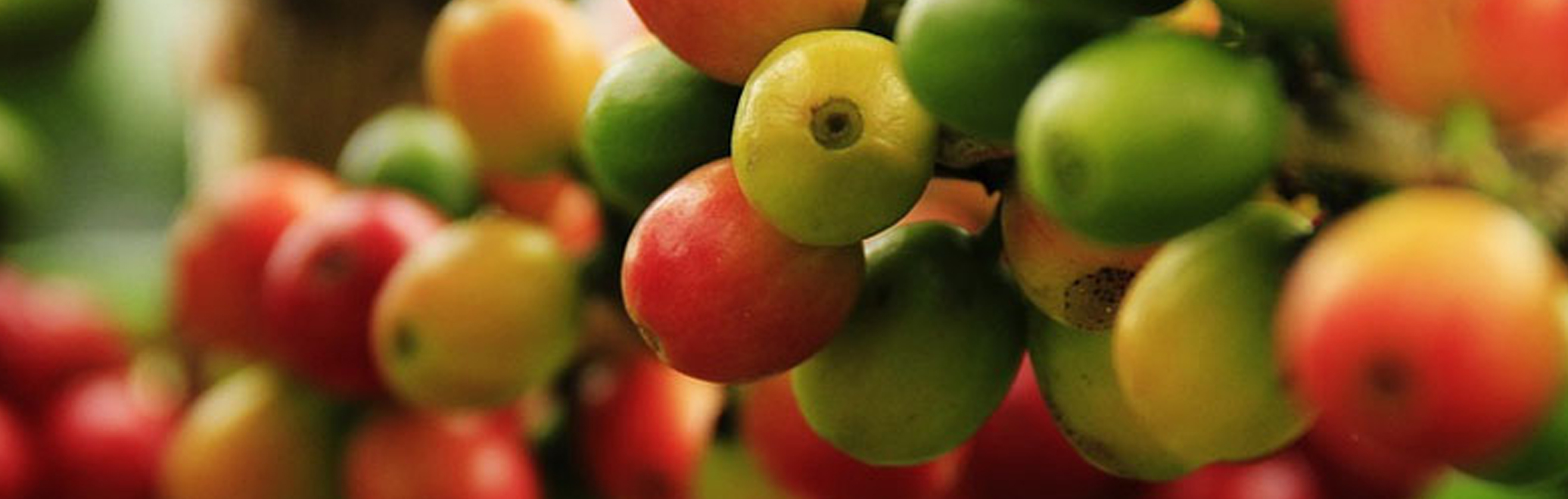 fresh coffee beans