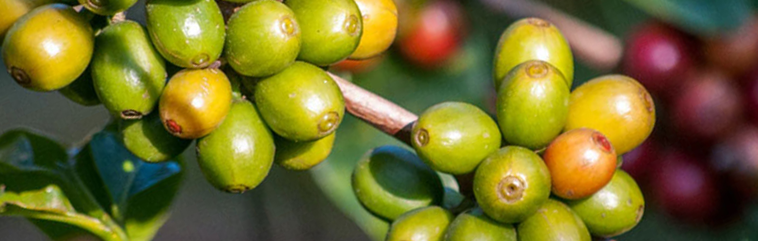 fresh coffee beans