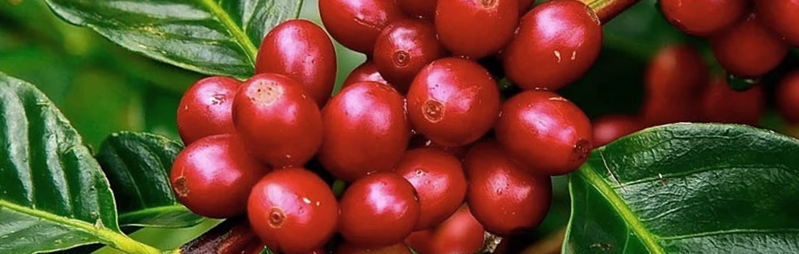 fresh coffee beans