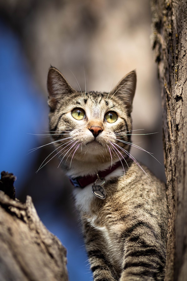 Katt som klättrar i träd
