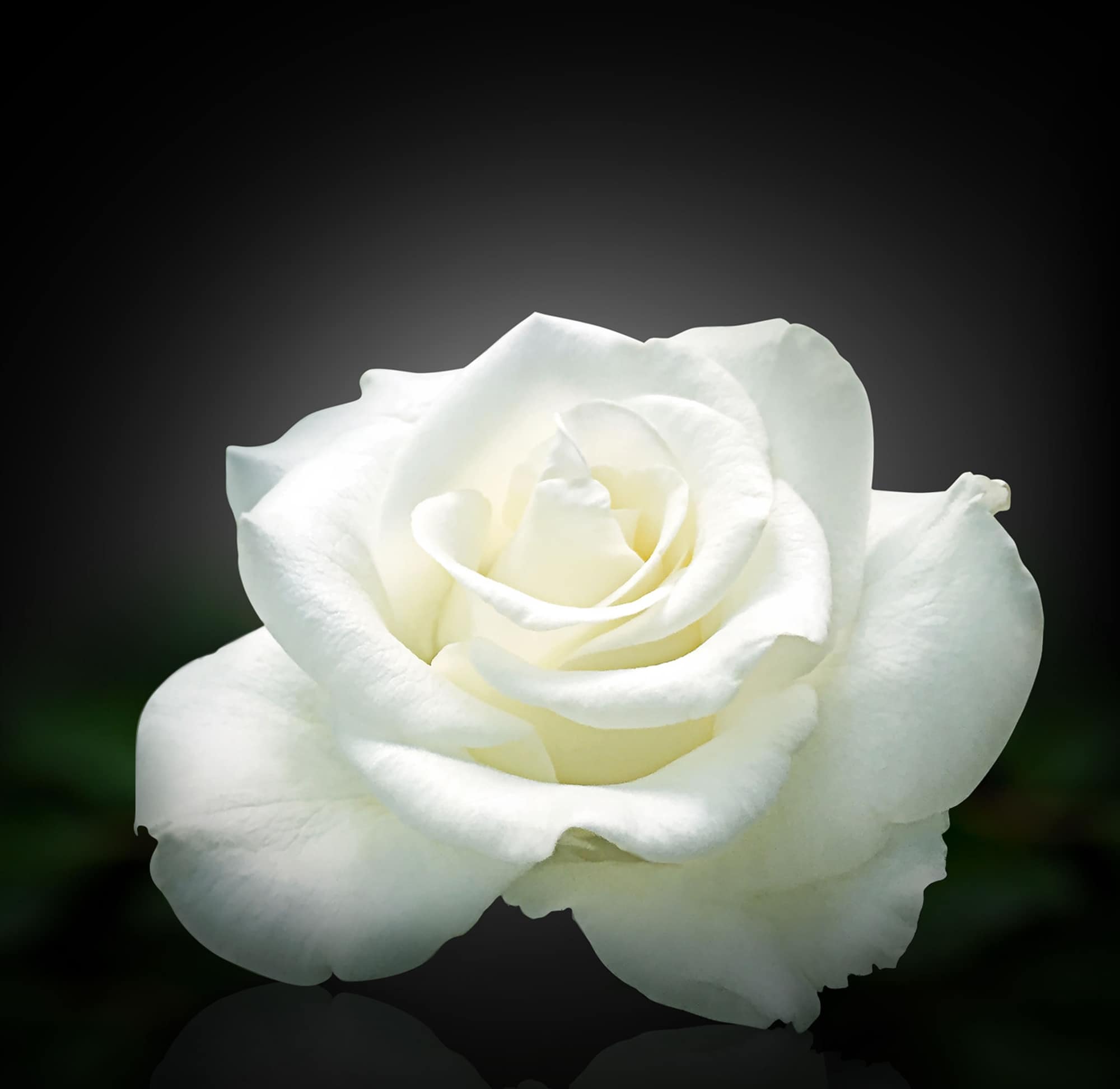 Remembering Rose Marie Hart Of Macomb, Il - 2i2c8bf