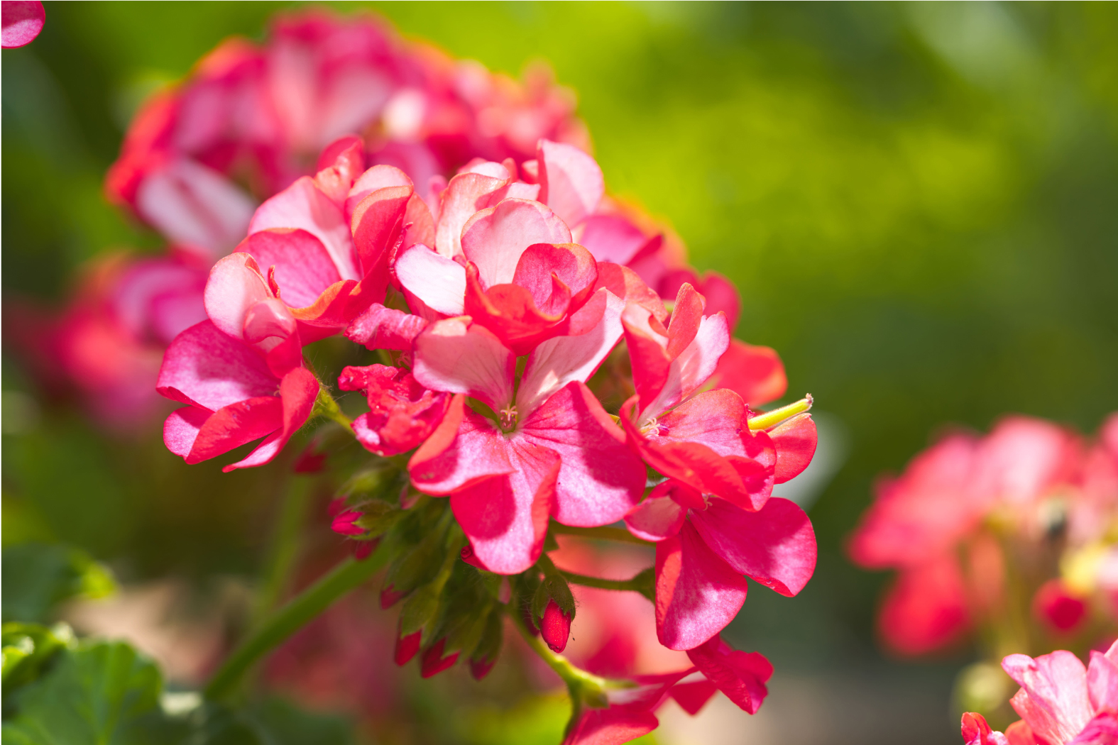Macro Photography On-Line Class